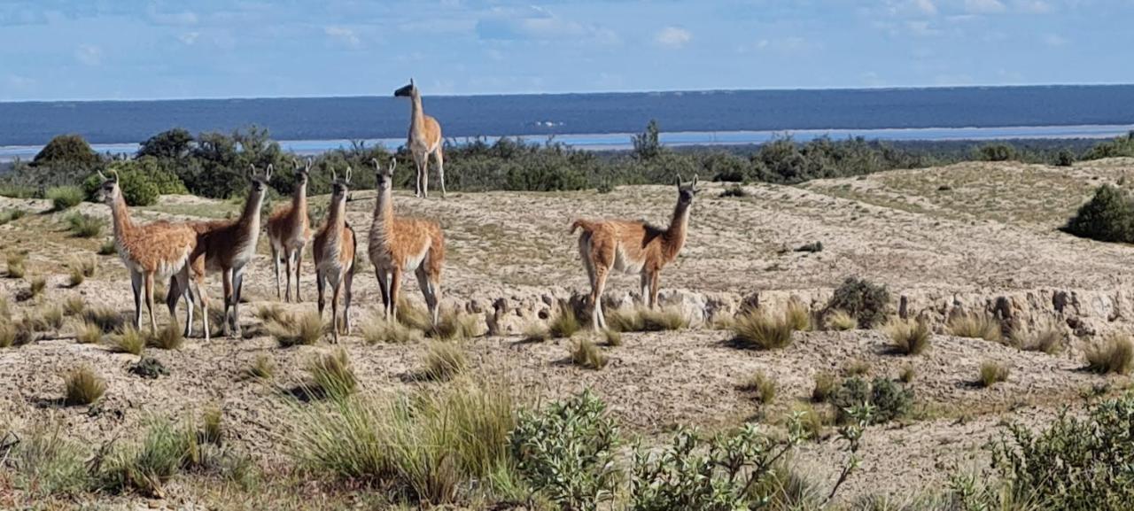 La Elvira Natural Lodge Nature & Wildlife Experience In Peninsula Valdes Punta Delgada Extérieur photo